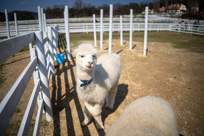 View of a dog looking away