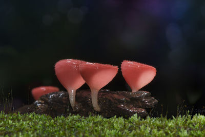 Close-up of red mushroom growing in field