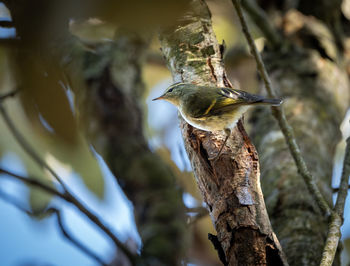 Low angle view of bird perching on tree