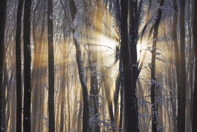 Full frame shot of bamboo trees in forest