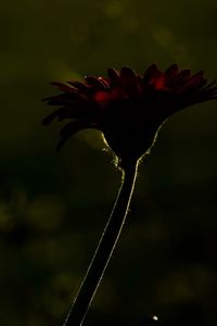 Close-up of red flowering plant