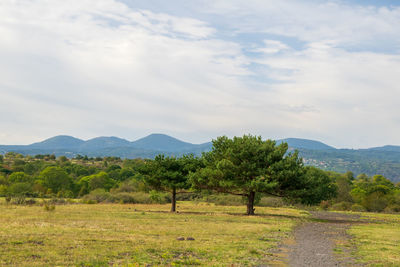 Trees on field against sky