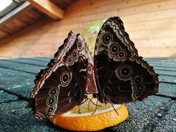 Close-up of butterflies at footpath