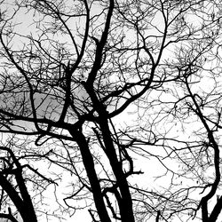 Low angle view of bare trees against sky