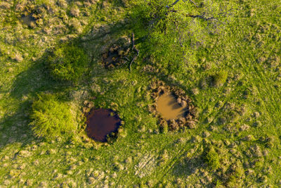 High angle view of trees