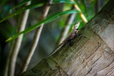 Close-up of lizard on tree trunk