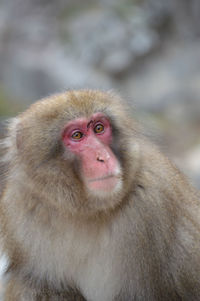 Portrait of monkey looking away