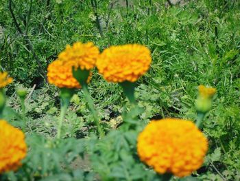 Close-up of yellow flower blooming in park