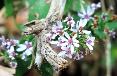 Close-up of cherry blossoms