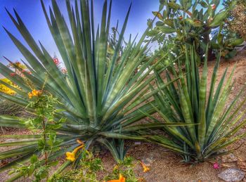 Low angle view of palm trees