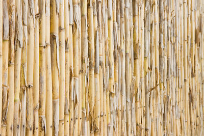 Full frame shot of bamboo plants in forest