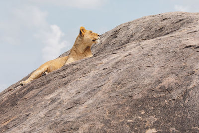 Lioness on a rock