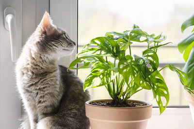 Cat looking at potted plant
