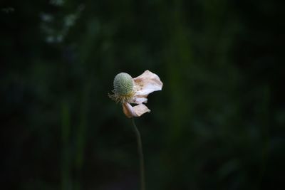 Close-up of white flower on plant