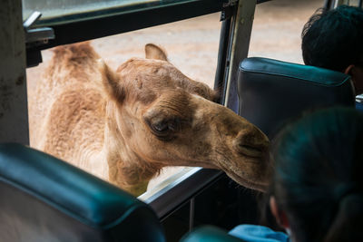 Close-up of camel