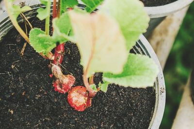 Close-up of crab on plant