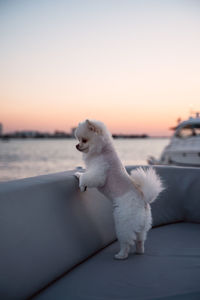 White dog lying on shore against sky during sunset