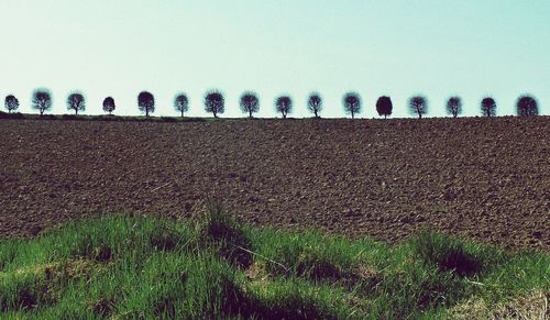 Row of trees against clear sky