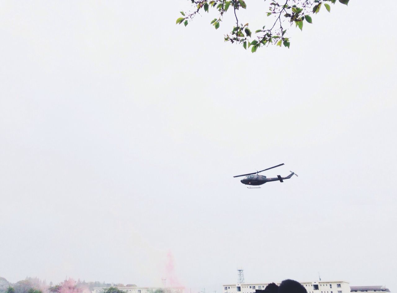 flying, clear sky, mid-air, low angle view, transportation, mode of transport, copy space, bird, air vehicle, airplane, tree, building exterior, animals in the wild, on the move, architecture, day, built structure, animal themes, spread wings, outdoors