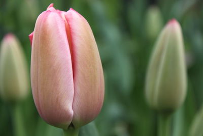 Close-up of pink tulip flower