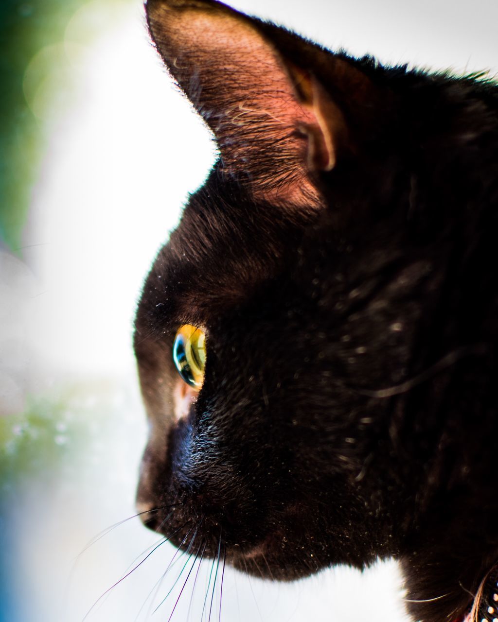 PORTRAIT OF BLACK CAT
