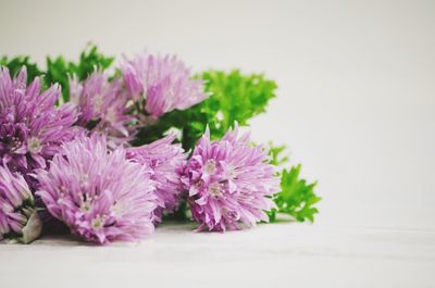 Close-up of purple alliums on table against white background