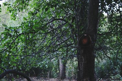 Low angle view of trees in forest