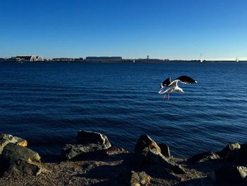 Scenic view of sea against clear blue sky