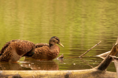 Ducks swimming in lake