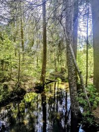 Scenic view of forest