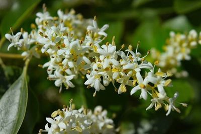 Close-up of white flowers