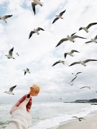 Low angle view of seagulls flying over sea