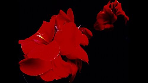 Close-up of flower over black background