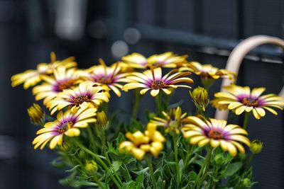 Close-up of pink flowering plants