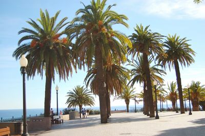 Palm trees by sea against sky