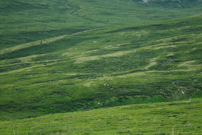 Full frame shot of agricultural field