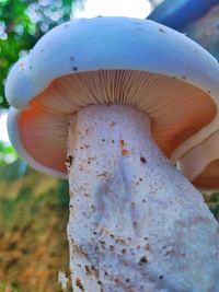 fungus