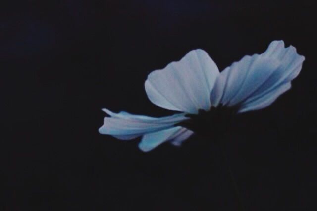 flower, black background, petal, studio shot, fragility, freshness, flower head, copy space, beauty in nature, night, nature, close-up, growth, white color, single flower, blooming, plant, dark, no people, in bloom