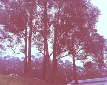 Low angle view of trees against sky