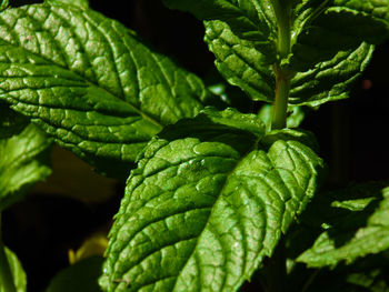 Close-up of fresh green leaves on plant