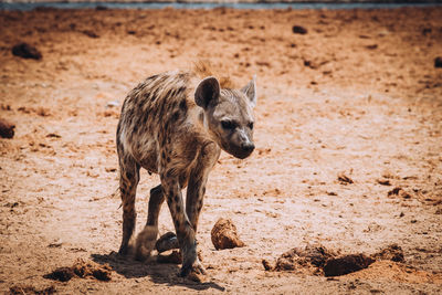 Hyena walking on land