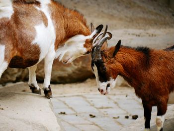 Close-up of horses