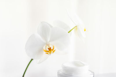 Close-up of white flowers on table