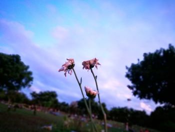 Close-up of flowers blooming against sky