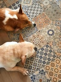 High angle view of dog sleeping on tiled floor