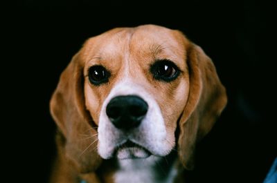 Close-up portrait of dog