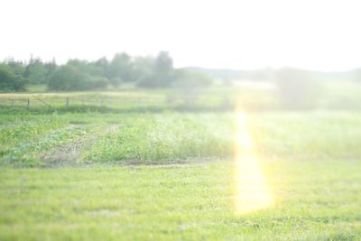 Scenic view of grassy field against sky