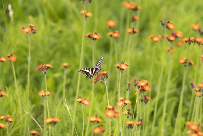 Close-up of butterfly pollinating on flower