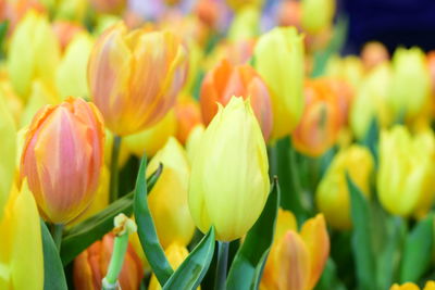 Close-up of yellow tulips