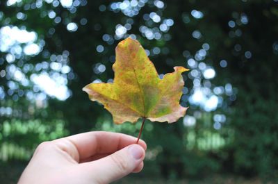 Close-up of hand holding maple leaves during autumn